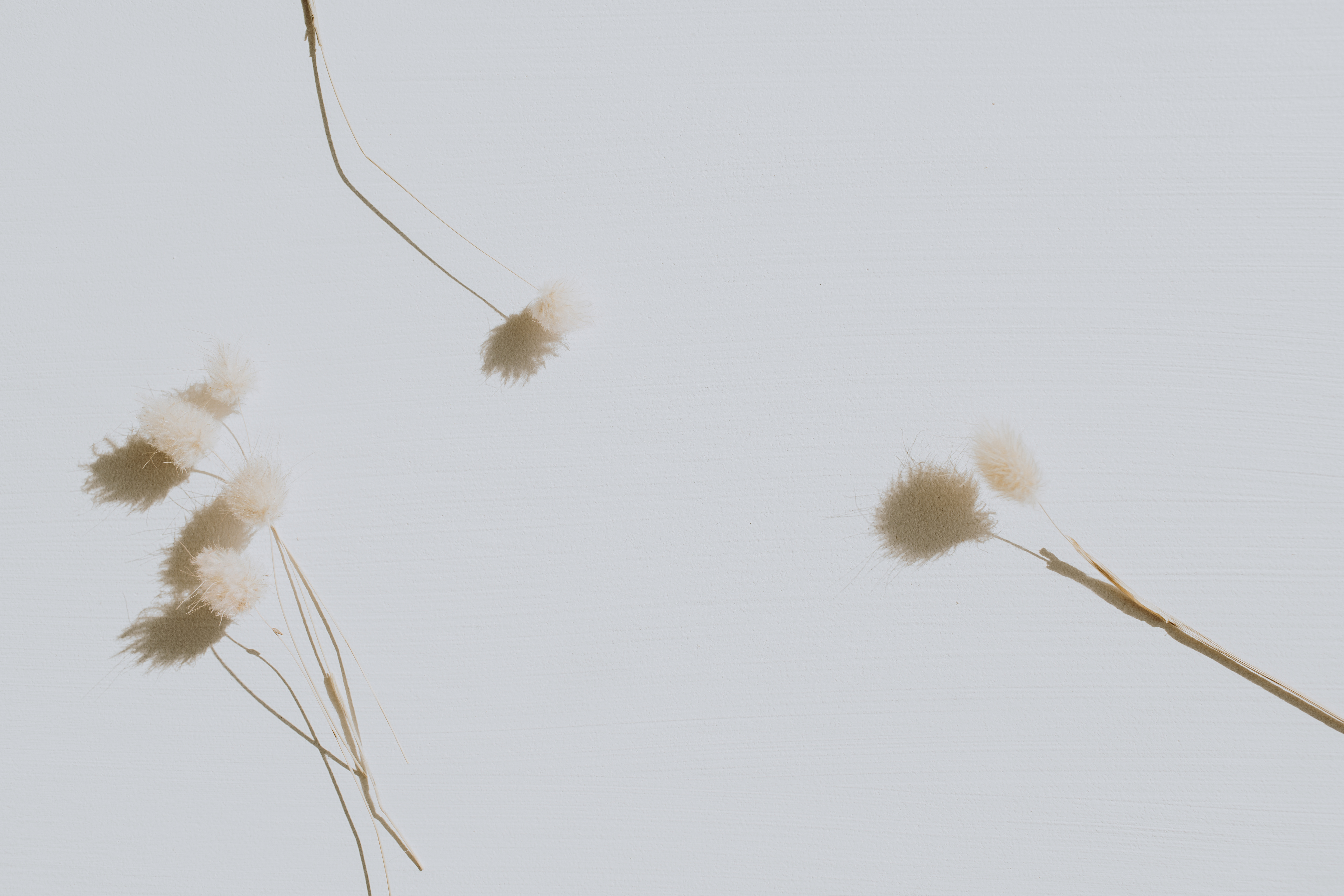 Dried Flowers on White Background